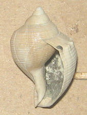 galeodea